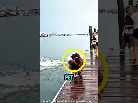 This Dog Didn’t Leave Her Behind! 🐶❤️ #shorts