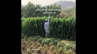 البونيكام البمباسا الامريكي  البونيكام البمباسا الامريكي