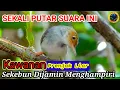 Lagu SUARA PIKAT BURUNG PRENJAK STARTER RIBUT || #suarapancingan #pikatburung #Orthotomusruficeps