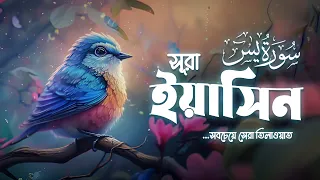 রাতের প্রশান্তির জন্য সূরা ইয়াসিন | অন্তর শীতল করা তিলাওয়াত | Ahmed Ibrahim | An Nafee