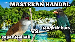 Download masteran handal, TENGKEK BUTO VS KAPAS TEMBAK MP3