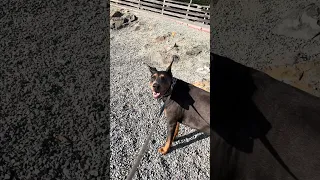 .. #fyp #dream #doberman #pets #YouTube