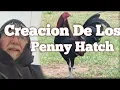 The History of the Famous Penny Hatch