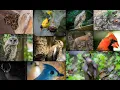 Create mosaic prints from iNaturalist photos