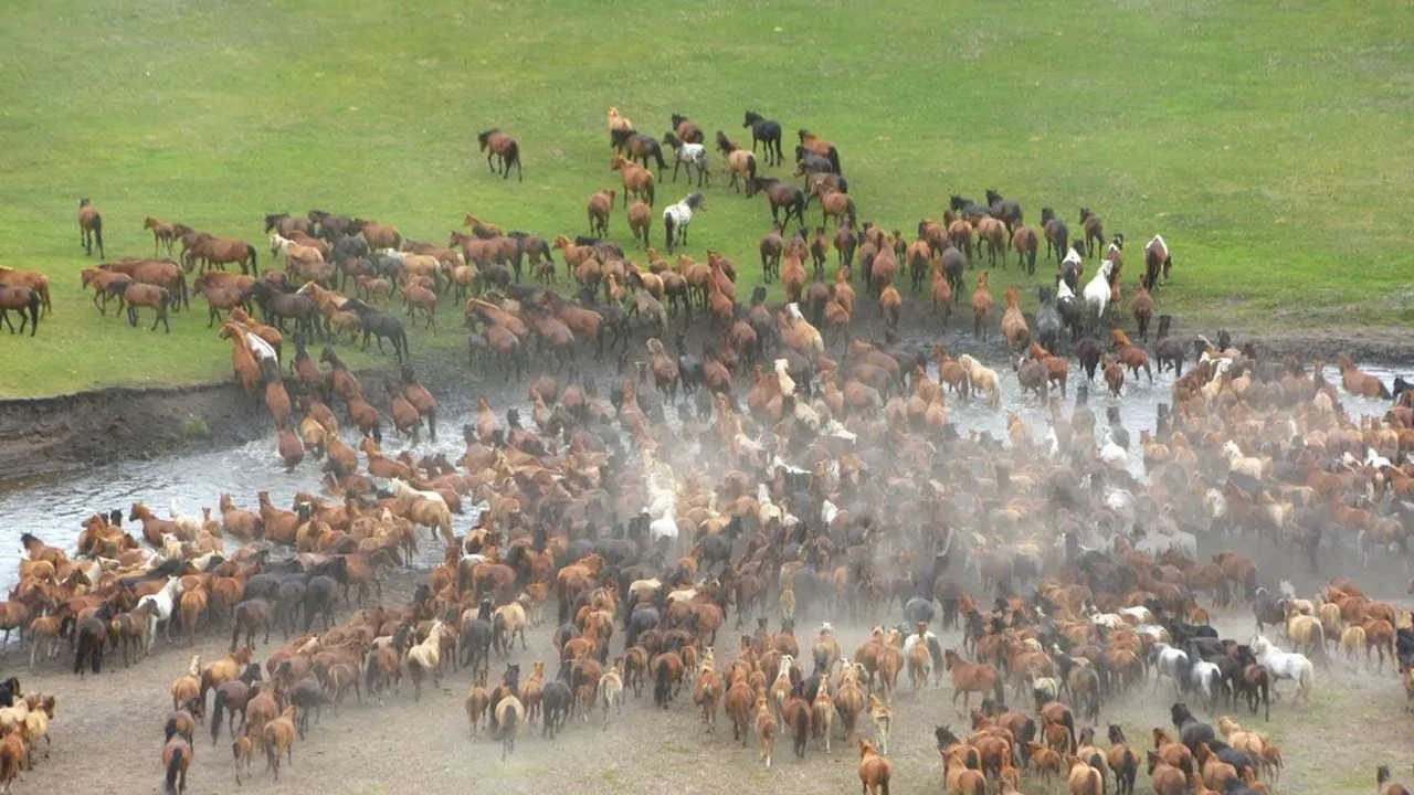 Outline Video How Do American Ranchers Raise 9,2 Million Horses - American Farming