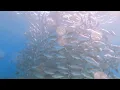 Sipadan diving - seaventures dive rig