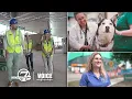 New CSU vet school hospital takes shot at vet school supremacy