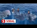 Lagu Divers upset over man in viral video riding whale shark in Semporna