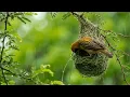 Relaxing Forest Birdsong & Soft Piano 🍃 Peaceful Music to Release Tension and Unwind