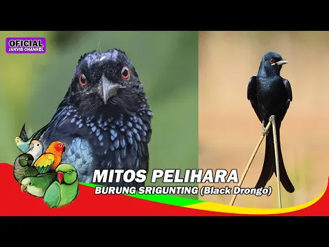 Download MP3 Mythos der Haltung von schwarzen Drongo-Vögeln
