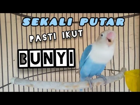 Download MP3 Masteran suara lovebird ini mampu membuat lovebird anda jadi gacor silahkan DICOBA