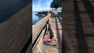 !! #fyp #dream #doberman #pets #youtube