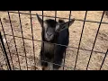 Multi Purpose Fence Used for Goat Run
