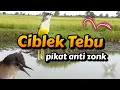 Download Lagu SUARA PIKAT CIBLEK TEBU AMPUH PASTI NGUMPUL #prenjakklik #pikatanburung  #ciblektebu