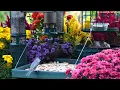 🔴LIVE Peaceful Fall Cottage Bird Feeder: Song Birds, Cardinals, Nature Sounds, Sleep, Cat TV