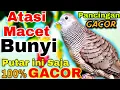 Download Lagu Perkutut lokal gacor pancingan istimewa Suara disukai perkutut bikin cepat bunyi langsung nyaut