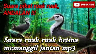 Download Suara ruak ruak betina memanggil jantan mp3 | suara pikat ruak ruak paling ampuh suara bersih MP3