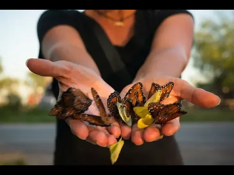 Ay Mariposa (Trailer) - SF Green Film Festival 2019