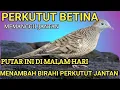 Download Lagu Putar ini di malam hari ‼️bikin birahi perkutut memuncak 