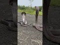 Download Lagu MOST VENOMOUS SNAKE 🐍 #snakevideo #shorts #ytshorts #youtubeshorts #trending #reels #viralshorts