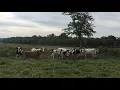 Dairy farm in Cecil County Maryland