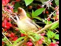 Download Lagu Whiskered Yuhina (flavicollis)