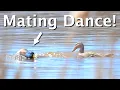 6 Duck Behaviors Mallards And More