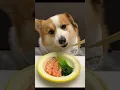 Beautiful Dog Eating shrimp part 32
