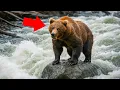 Download Lagu Terrified Grizzly Bear Perched on Rock in Middle of Raging River — Then Something Shocking Happen