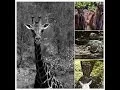 Download Lagu A tourist guide to Ngomongo villages, Mombasa, Kenya