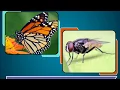 Insects - Science Class 3