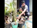 Cara mudah buat bonsai kelapa