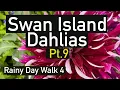 Download Lagu Part 9. Dahlia Varieties by name. Rainy day walk cont. Swan Island Dahlias 2023 #dahlia #dahlias