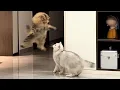 Download Lagu Cats Being Weird Again