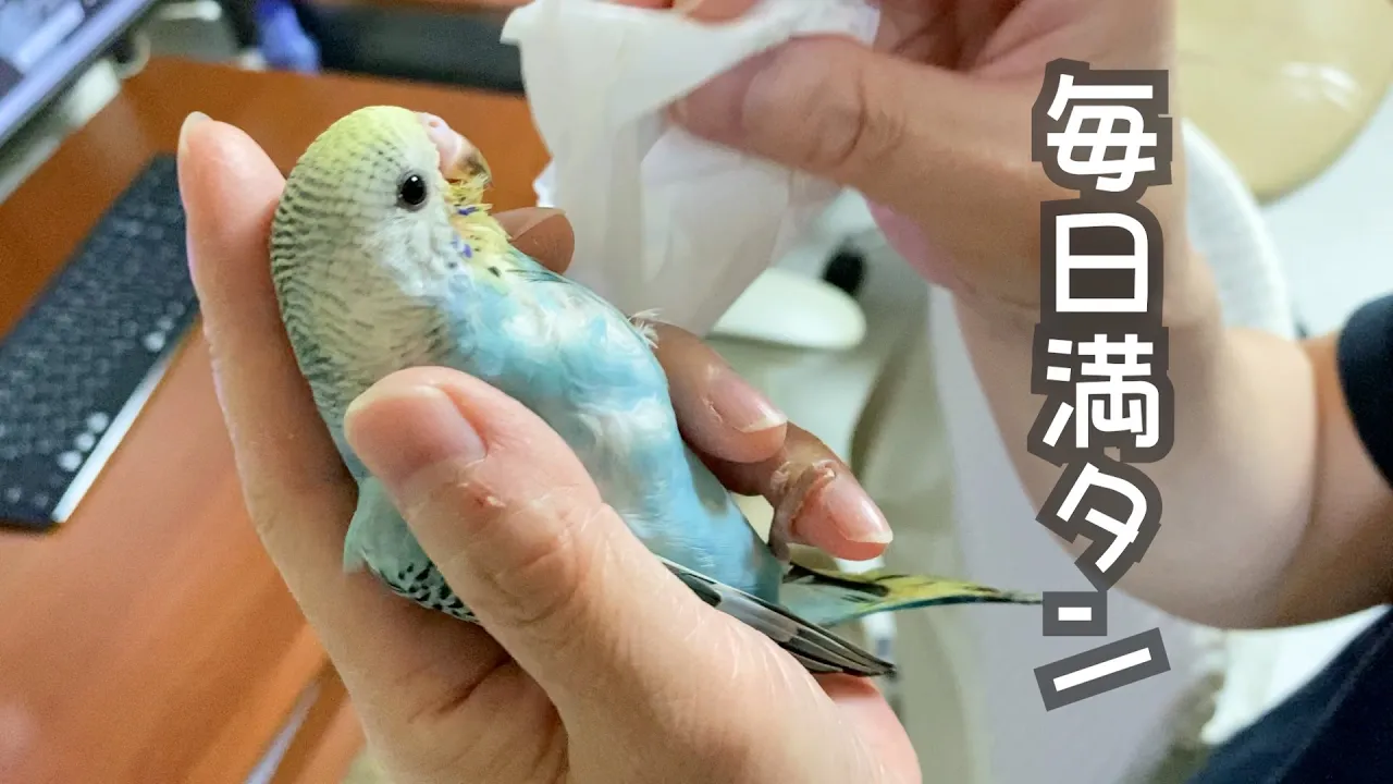 放鳥スタート、着地の練習、限界まで食べようとするインコ【セキセイインコ 雛 生後1ヵ月】