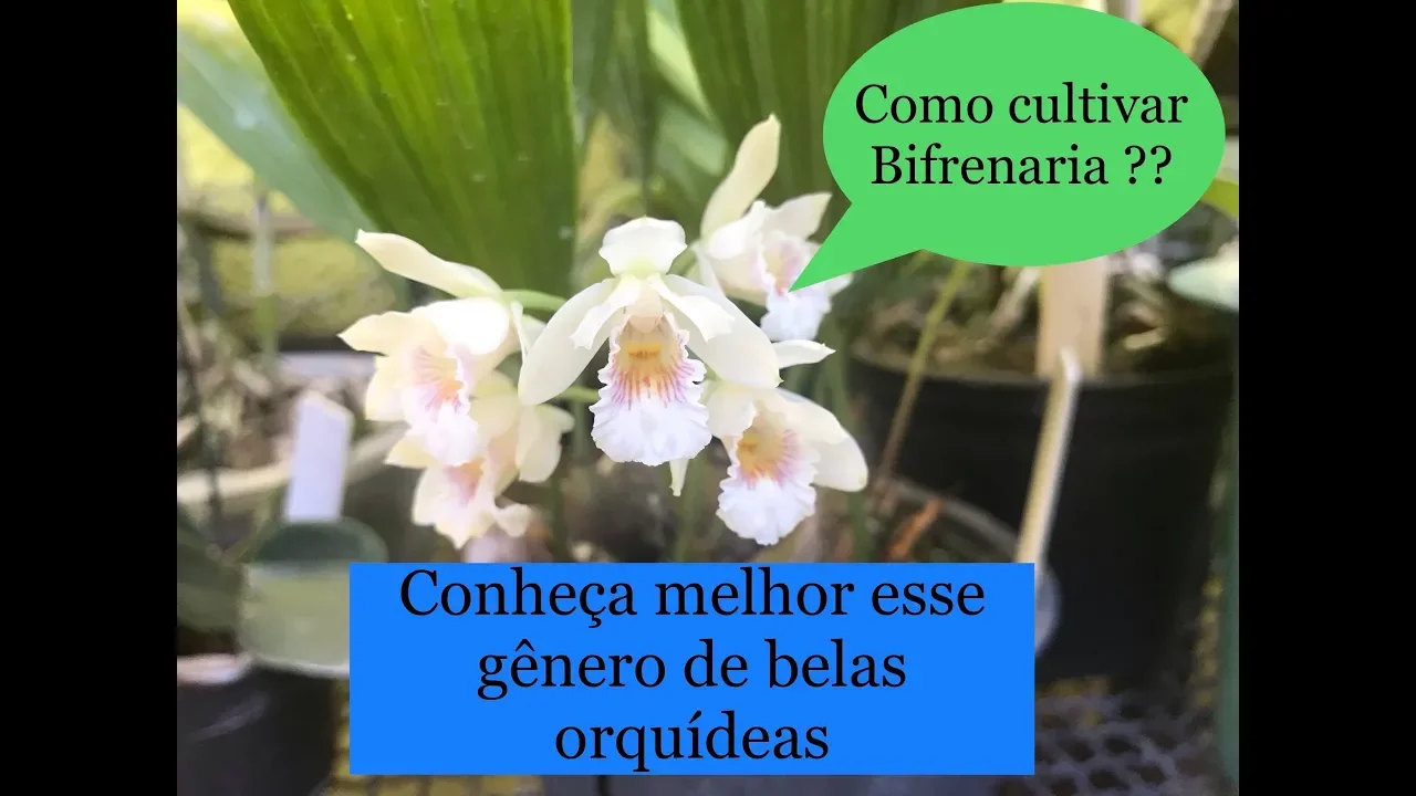 CONHEÇA A ORQUÍDEA BIFRENARIA, E MANEIRAS DE CULTIVAR MELHOR ESSE GÊNERO!