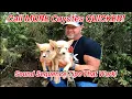 Call More Coyotes Quicker Sound Sequence Tips That Work All About Coyotes and Coyote Hunting