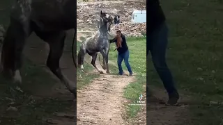 يلي عندو عود ڨادر 