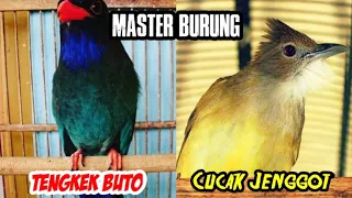 Download Masteran Burung JUARA || TENGKEK BUTO vs CUCAK JENGGOT MP3