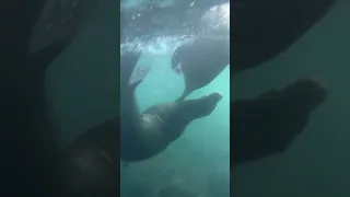 La Jolla Sea Caves with sea lions, Garibaldi, and leopard sharks.  Fun morning on the water.