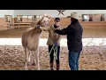 Download Lagu Griezelige, kuddegebonden ponytraining: een verhaal over geduld en succes
