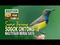 Download Lagu Kicau SOGOK ONTONG Sriganti Untuk Masteran Murai Batu Kacer Cendet