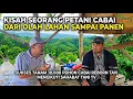 Lagu Kisah seorang petani cabai dari awal olah lahan sampai panen