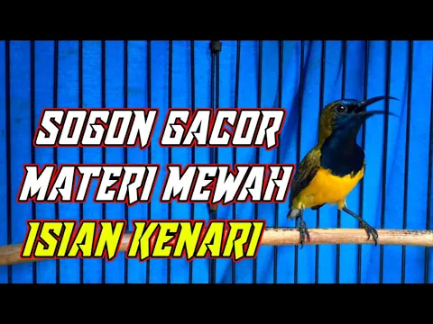 Download MP3 SOGON GACOR ISIAN KENARI |Mewah buat masteran