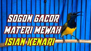 sogon gacor isian kenari mewah buat masteran