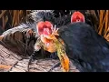 Download Lagu INI YANG TERJADI KETIKA ANAK BURUNG KELAPARAN