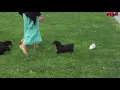 Rottweiler Puppies For Sale John Stoltzfus