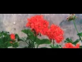 Hurry, It's Lovely Up Here - Barbra Streisand  (Widescreen)