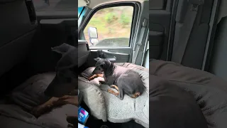 Way better than the seat !! She’s loving it ! #dream #fyp #fypシ #doberman #pets
