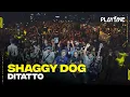 Download Lagu Shaggydog - Ditatto | playOne Radioshow